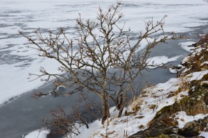 stusset av elgen, men klar til å spire når våren kommer litt nærmere her nord i Hornsvatnet…