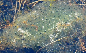ved Hornsvatnets nordende har frosken lagt sine egg. Og utpå vatnet vaker ørreten… 
